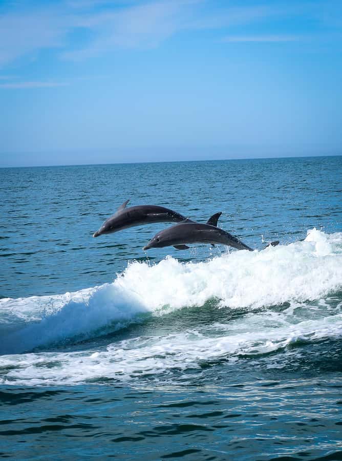 Clearwater: Dolphin Cruise with an Island Adventure - Key points to know before you book
