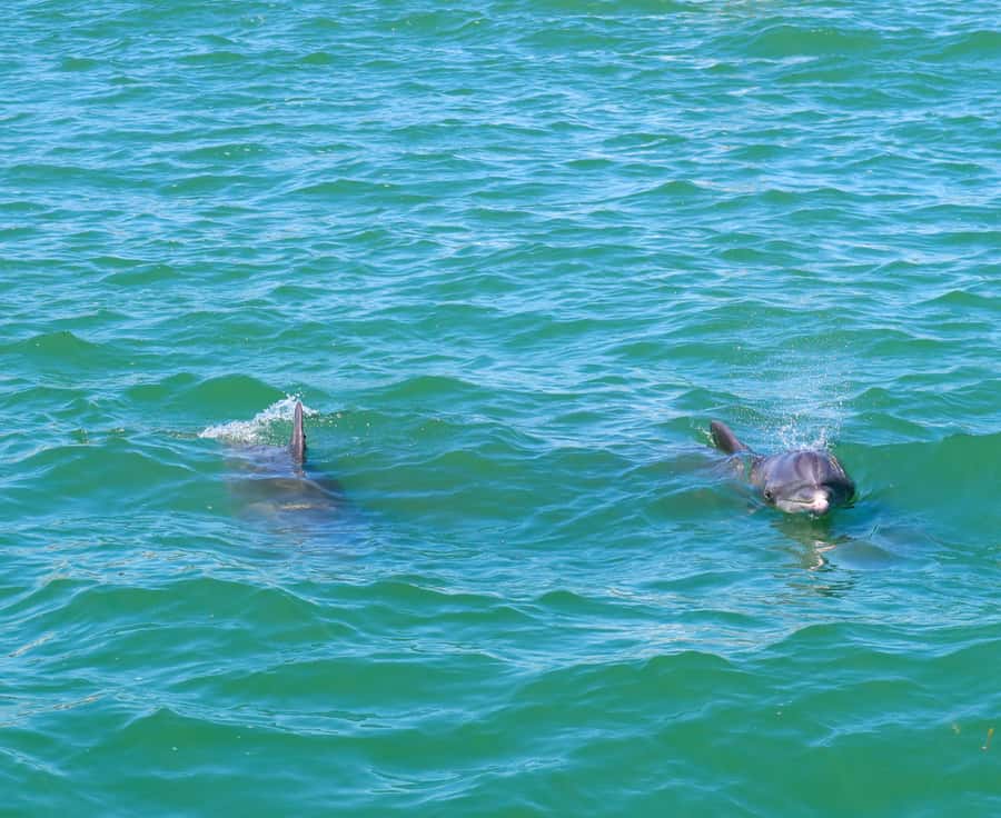 Clearwater: Dolphin Cruise with an Island Adventure - Dolphins first, with Clearwater Harbor as the setting