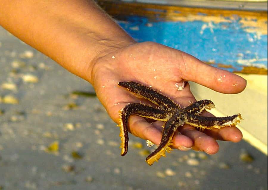 Clearwater: Dolphin Cruise with an Island Adventure - The boat, seating, and onboard comfort