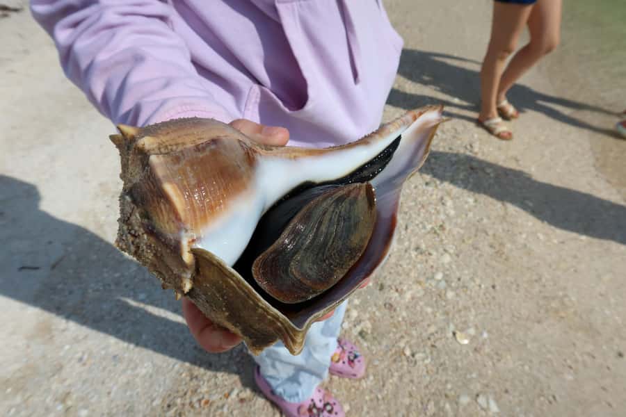 Clearwater: Dolphin Cruise with an Island Adventure - How good is the $36 value?