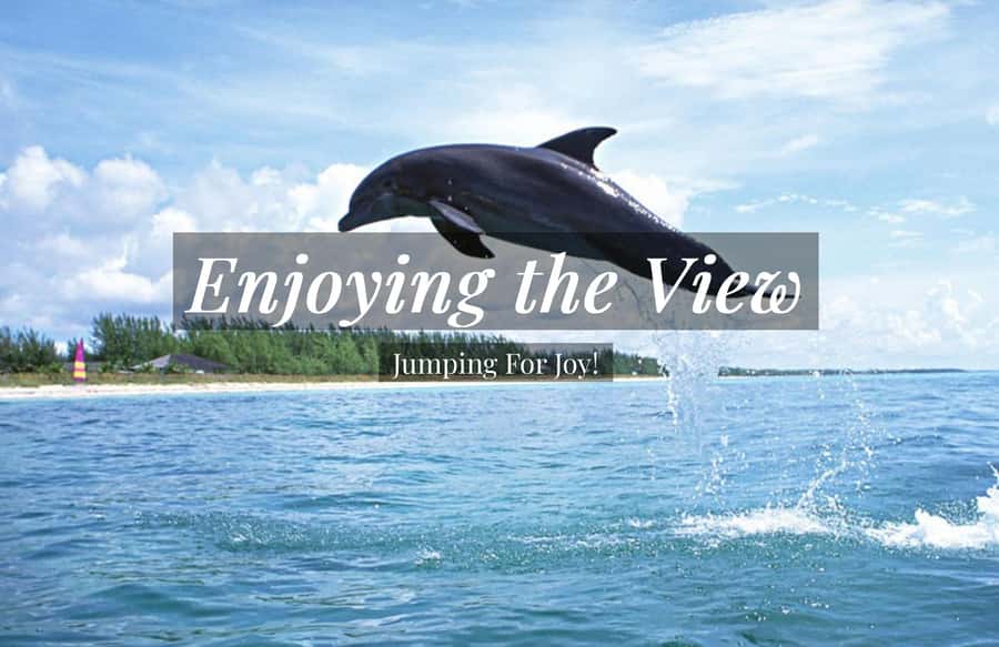Clearwater: Dolphin Cruise with an Island Adventure - What the 90-minute route feels like