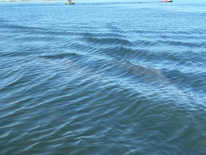 Clearwater: Dolphin Jet Ski Tour - 1 SKI FOR UP TO 3 PEOPLE - The first stretch around Honeymoon Island