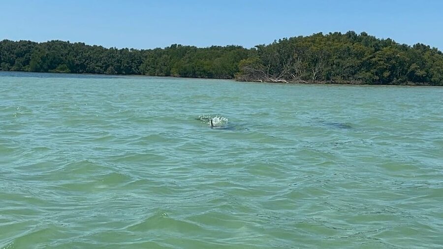 Clearwater: Dolphin Jet Ski Tour - 1 SKI FOR UP TO 3 PEOPLE - Setting out from 510 N Osceola Ave