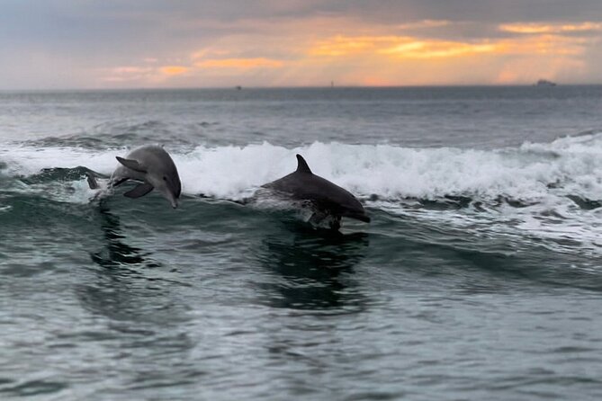 Clearwater Encounters with Dolphins Tour - A Clearwater dolphin search with an easy family pace