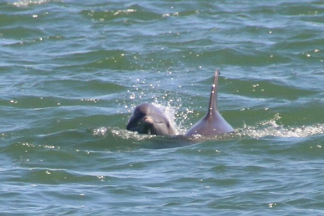Clearwater Encounters with Dolphins Tour - The boat ride, comfort, and group size