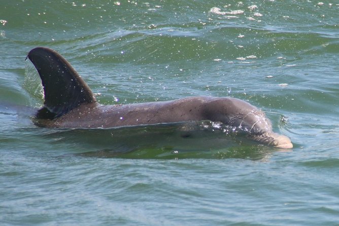 Clearwater Encounters with Dolphins Tour - Why the $35.67 price can be good value