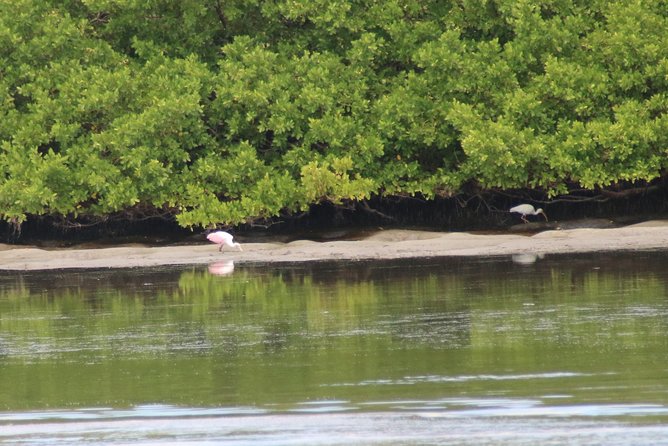 Clearwater Encounters with Dolphins Tour - Should you book the Clearwater dolphin tour?