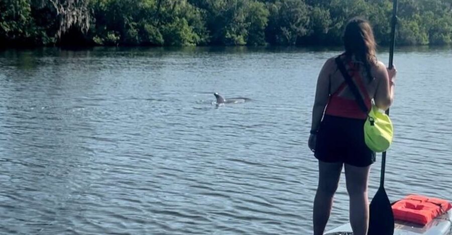 Cocoa Beach: Dolphin and Manatee Kayak or Paddle Tour - Key points to know before you paddle