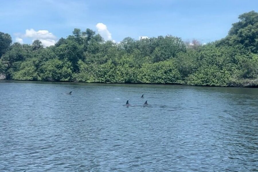 Cocoa Beach: Dolphin and Manatee Kayak or Paddle Tour - Why Cocoa Beach is a good place for a wildlife paddle
