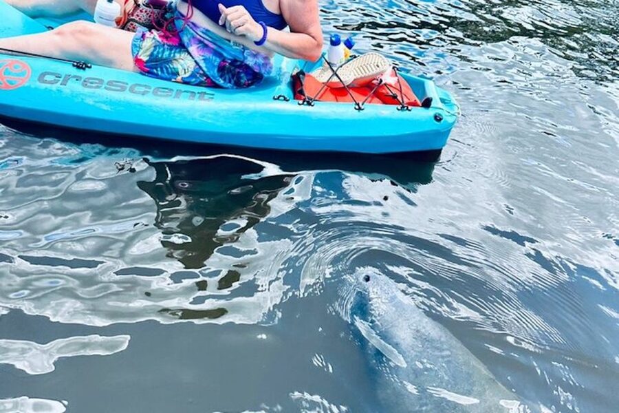 Cocoa Beach: Dolphin and Manatee Kayak or Paddle Tour - What wildlife sightings are really like