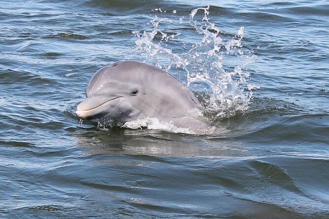 Cocoa Beach Dolphin and Wildlife Tour - Cocoa Beach Dolphin Tour: Key Points
