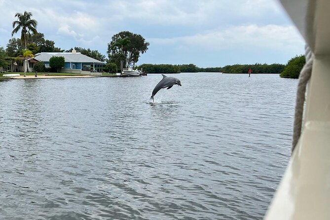 Cocoa Beach Dolphin and Wildlife Tour - Mangroves, Birds, and the Ecology of the River