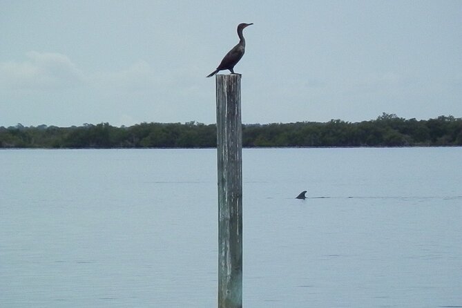 Cocoa Beach Dolphin and Wildlife Tour - Boat Comfort, Accessibility, and Family Practicalities