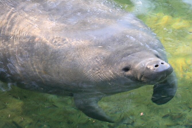 Cocoa Beach Dolphin and Wildlife Tour - Is $47.50 a Good Price?