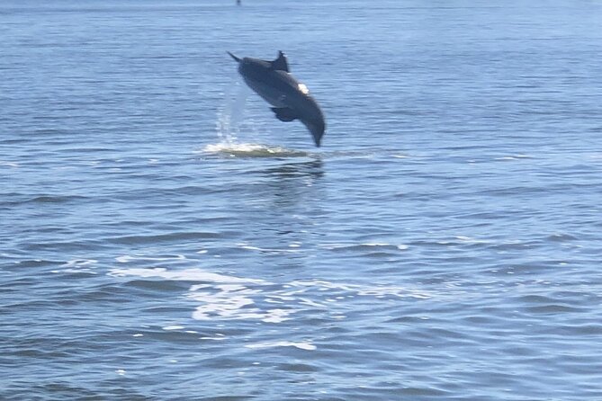 Cocoa Beach Dolphin and Wildlife Tour - Who Will Enjoy This Cocoa Beach Cruise?