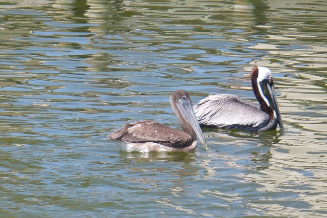 Cocoa Beach Dolphin and Wildlife Tour - A spacious pontoon boat made for slow wildlife watching