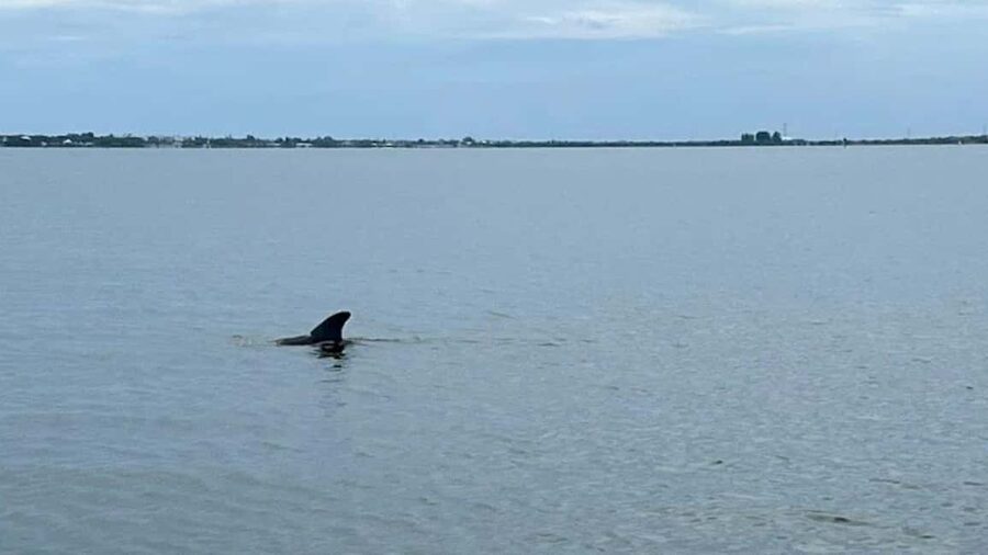 Cocoa Beach: Dolphin & Manatee Pontoon Cruise - Is $300 good value for six people?