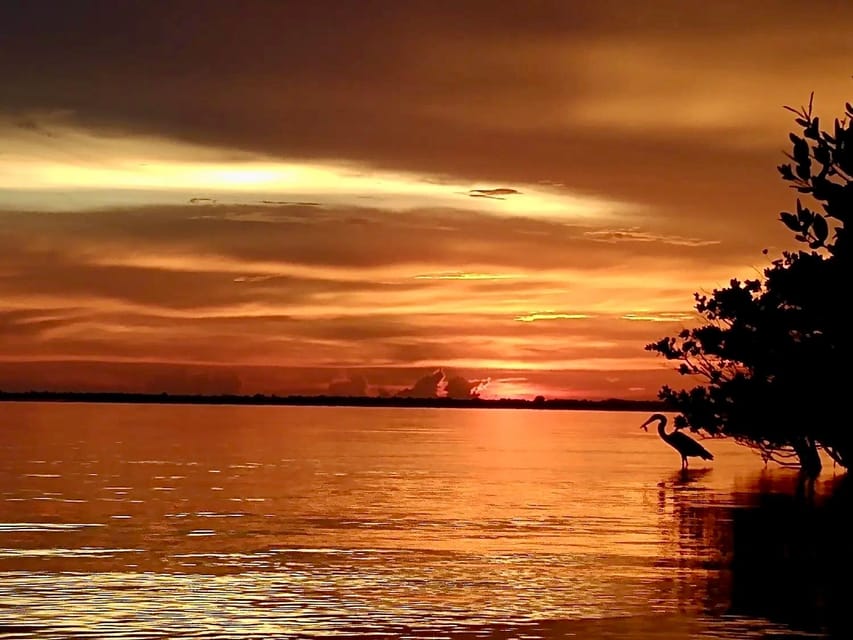 Cocoa Beach/Merritt Island: Guided Dolphin and Manatee Tour - What to bring and what to know before booking
