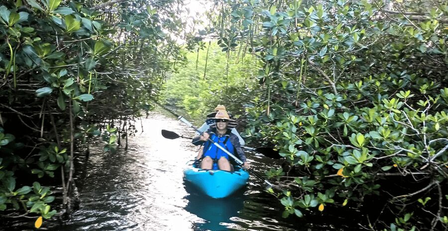 Cocoa Beach/Merritt Island: Guided Dolphin and Manatee Tour - Manatees, seagrass, and the limits of nature