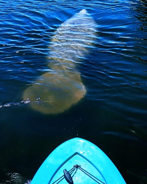 Cocoa Beach/Merritt Island: Guided Dolphin and Manatee Tour - Choosing the best departure time