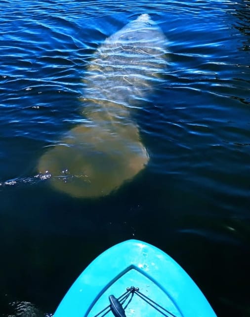 Cocoa Beach/Merritt Island: Guided Dolphin and Manatee Tour - Two hours on the Indian River Lagoon