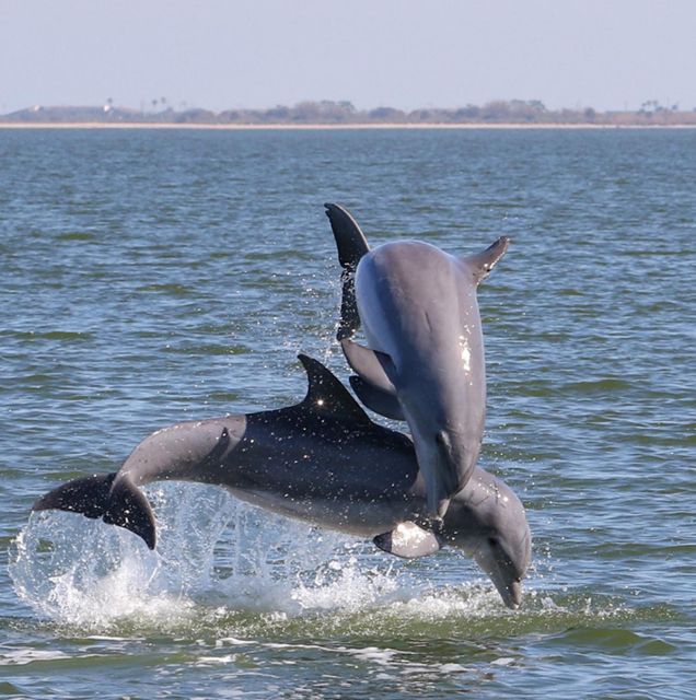 Cocoa Beach: Private 2-Hour Dolphin Sightseeing Tour - Who will enjoy Lei’d Back most?