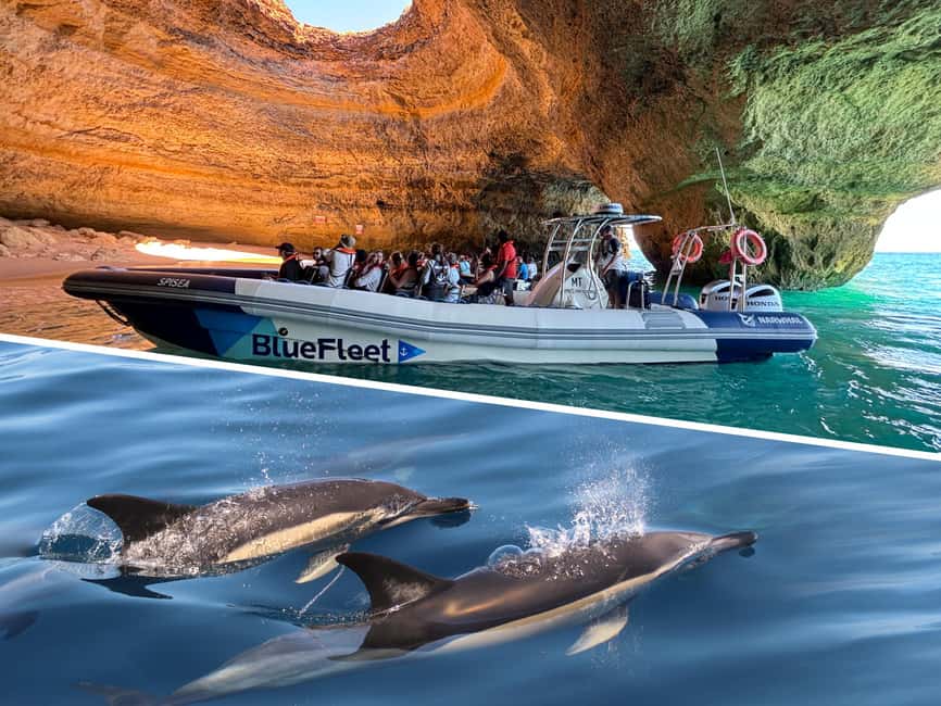Combo: Benagil & Dolphins Boat Tour w/ Marine Biologists - Searching for dolphins in the open Atlantic