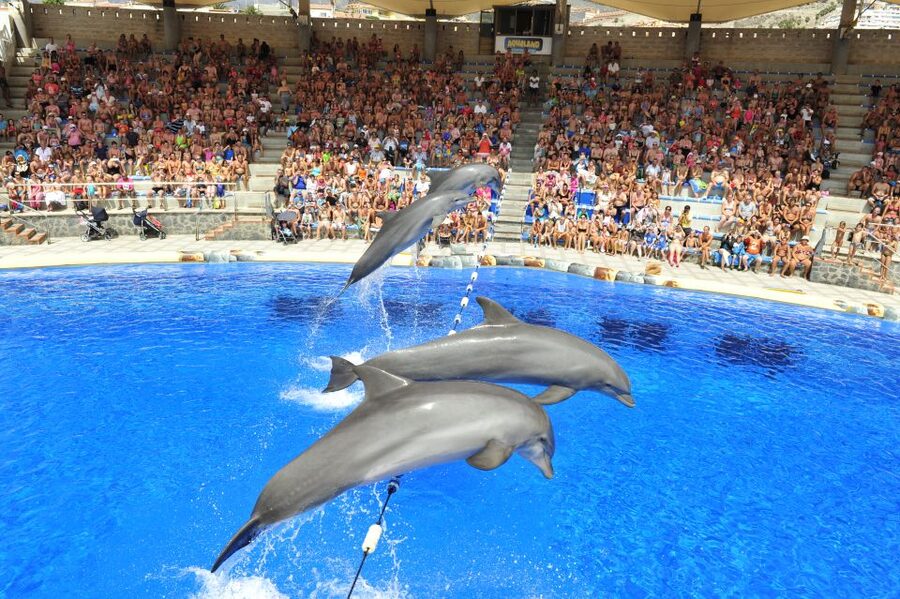 Costa Adeje: Aqualand Water Park Ticket with Dolphin Show - Why Aqualand works for a family day