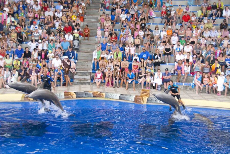Costa Adeje: Aqualand Water Park Ticket with Dolphin Show - Queues, sunbeds, and the practical side of the park
