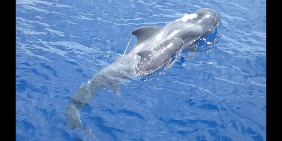 Costa Adeje: Whale and Dolphin Cruise with Food and Pickup - Lunch, Sangria, and the Mid-Cruise Swim