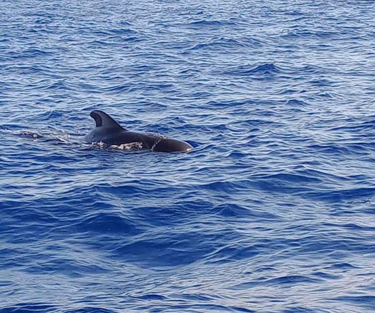 Costa Adeje: Whale and Dolphin-Watching Boat Excursion - A small boat from Puerto Colón