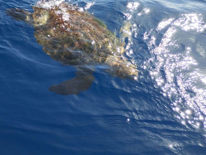 Costa Adeje: Whale and Dolphin-Watching Boat Excursion - The two-hour route, step by step