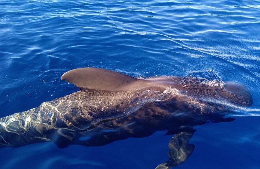 Costa Adeje: Whale and Dolphin-Watching Boat Excursion - Should you book it?
