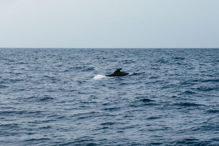 Costa Adeje: Whale & Dolphin Eco-Cruise with Snacks & Drinks - The three-hour cruise and its swim stop