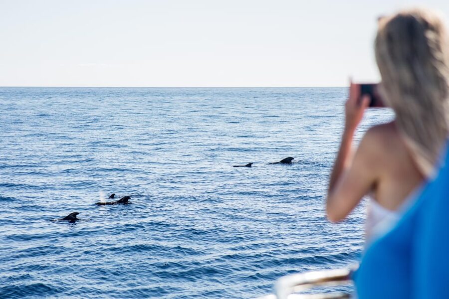 Costa Adeje: Whale & Dolphin Submarine Vision Mini Cruise - Key points to know before boarding