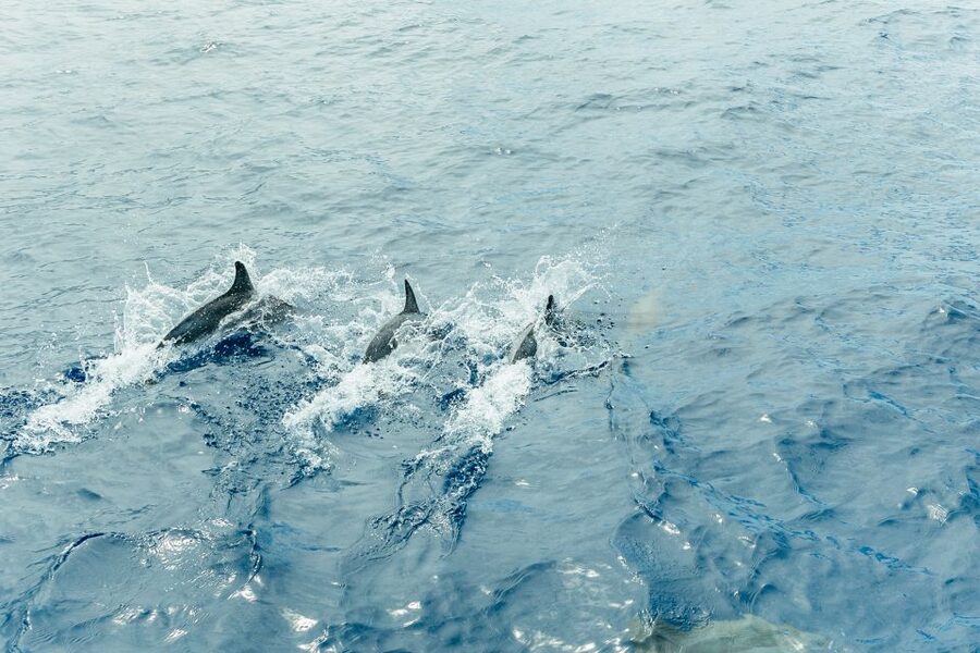 Costa Adeje: Whale & Dolphin Submarine Vision Mini Cruise - Why the $35 price makes sense