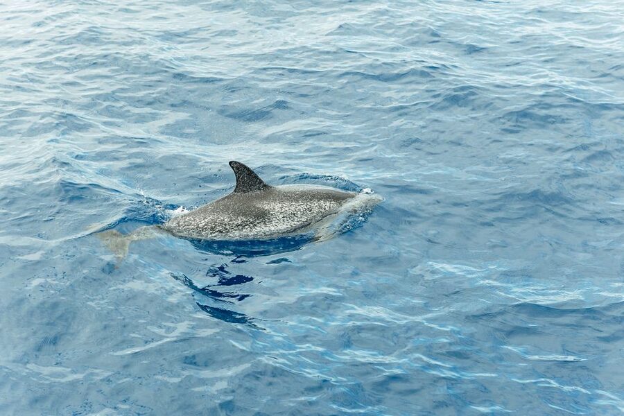 Costa Adeje: Whale & Dolphin Submarine Vision Mini Cruise - Who will enjoy this most