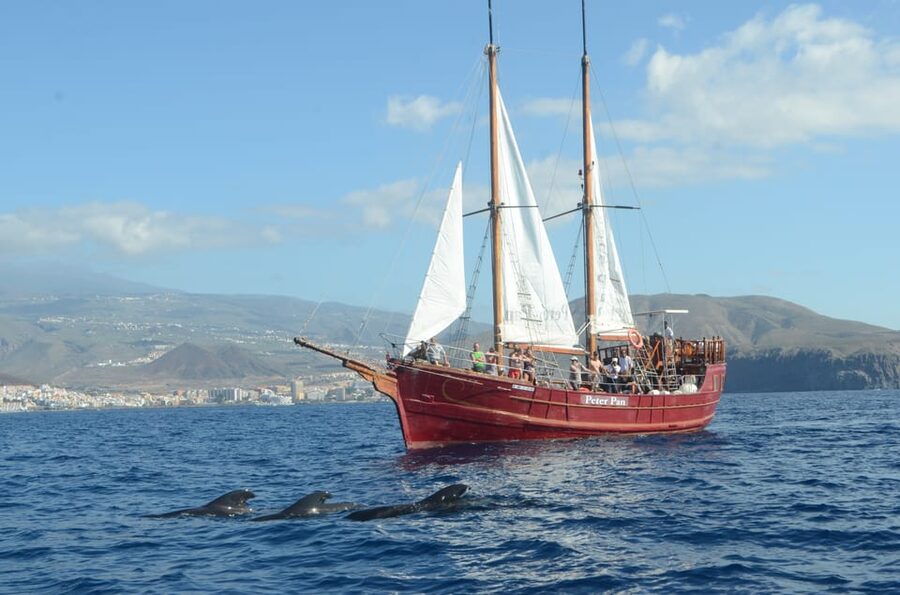 Costa Adeje: Whale & Dolphin Watching Cruise with Swim - Should you book the Costa Adeje whale cruise?