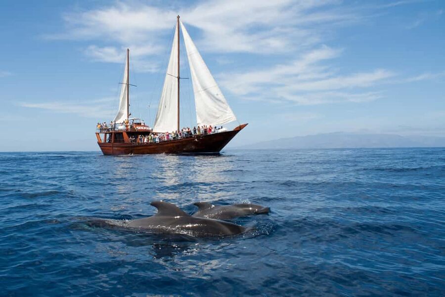Costa Adeje: Whale & Dolphin Watching Cruise with Swim - Setting out from Puerto Colón on the Shogun