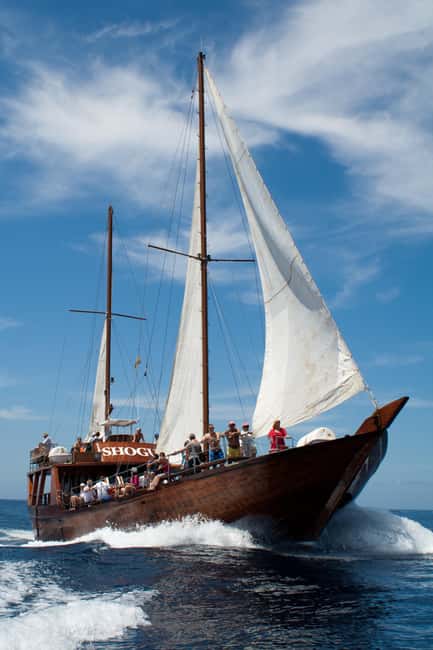 Costa Adeje: Whale & Dolphin Watching Cruise with Swim - The 15 to 20-minute swimming stop