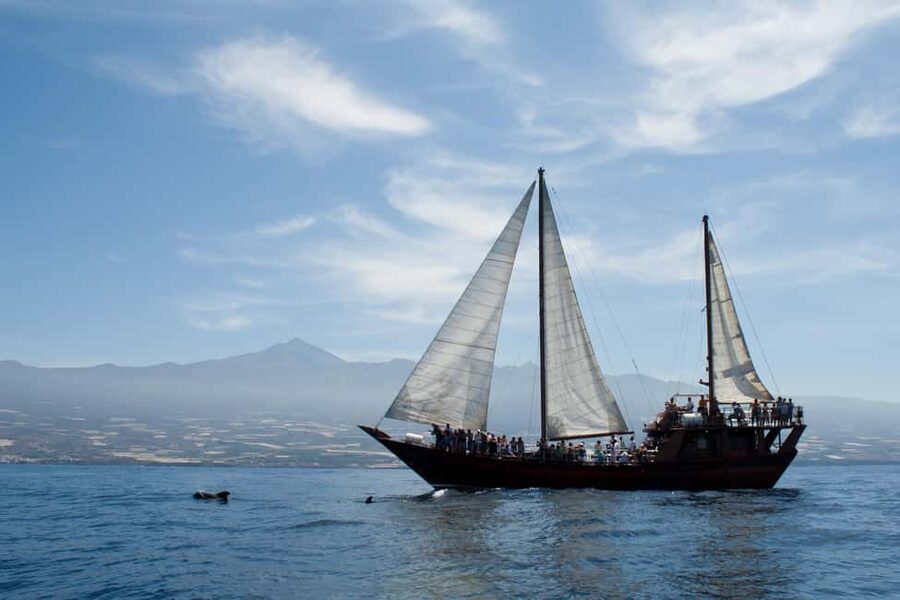 Costa Adeje: Whale & Dolphin Watching Cruise with Swim - Two hours, or the longer option?