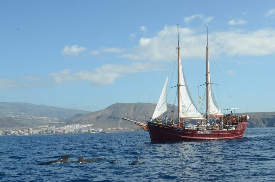 Costa Adeje: Whale & Dolphin Watching Cruise with Swim - Who will get the most from this cruise?