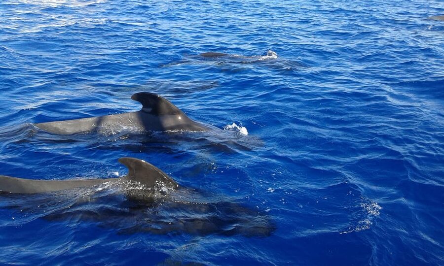 Costa Adeje: Whale & Dolphin Watching Cruise with Swim - Booking, cancellation, and practical details