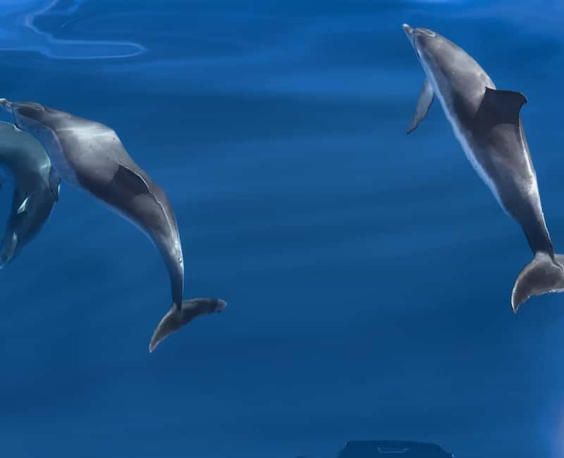 Costa Calma: Fuerteventura Dolphin Watching Boat Tour - Key points to know before booking