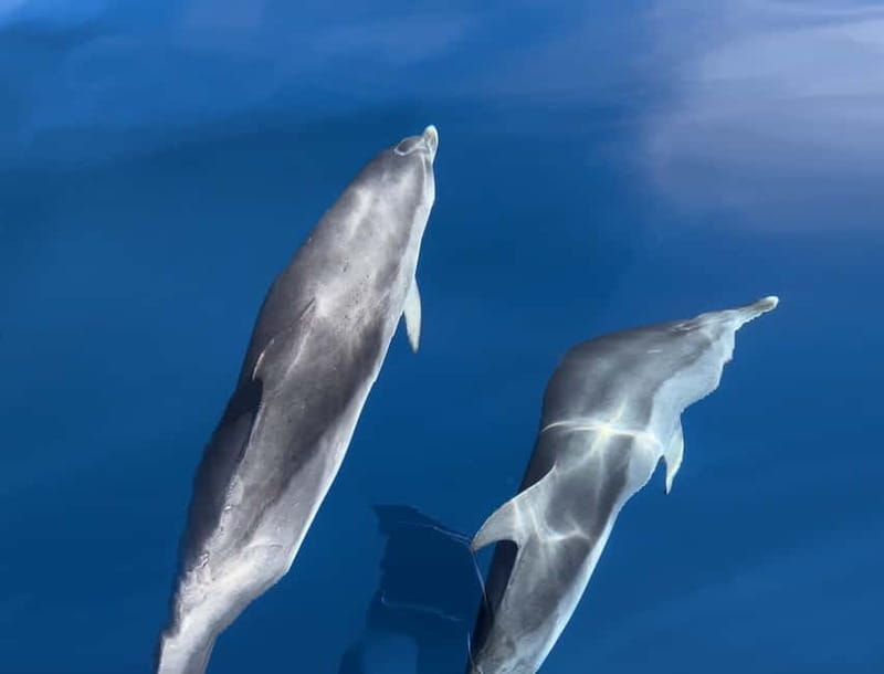 Costa Calma: Fuerteventura Dolphin Watching Boat Tour - A fast start from Costa Calma, Esquinzo, or Jandia