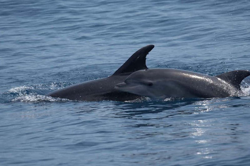 Costa Calma: Fuerteventura Dolphin Watching Boat Tour - What the ride feels like for children and adults