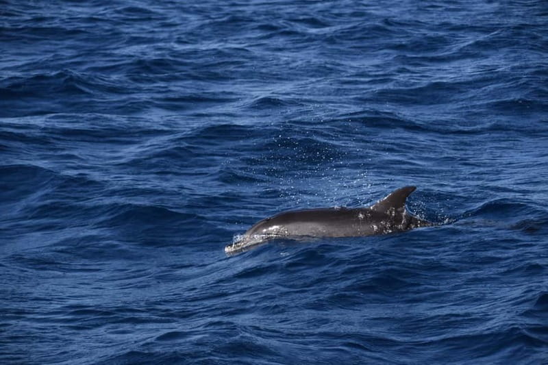 Costa Calma: Fuerteventura Dolphin Watching Boat Tour - Why the speedboat changes the experience