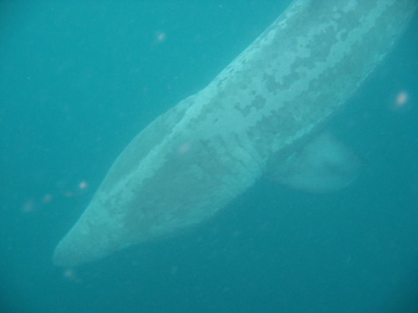 County Cork: Whale & Dolphin Watching Boat Trip - Key points to know
