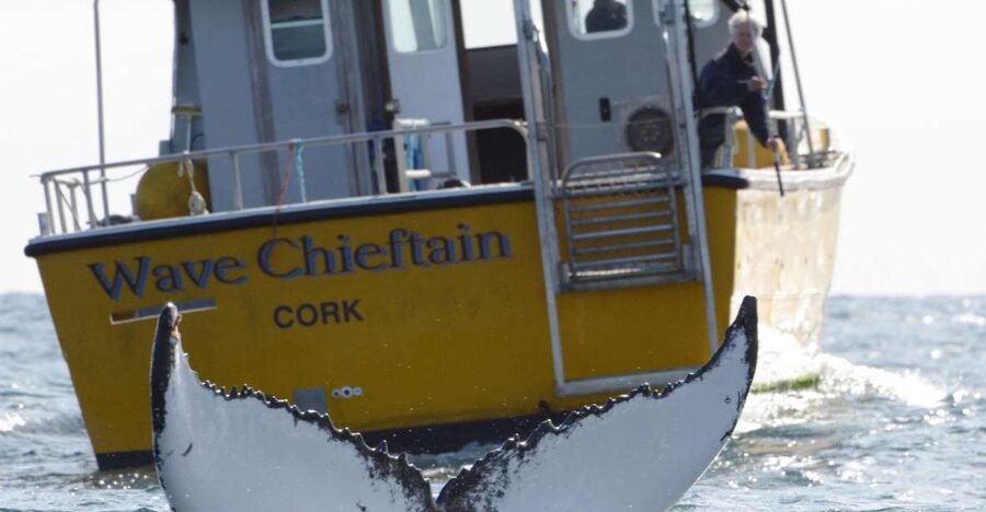 County Cork: Whale & Dolphin Watching Boat Trip - Dolphins, seals, birds, and the smaller surprises
