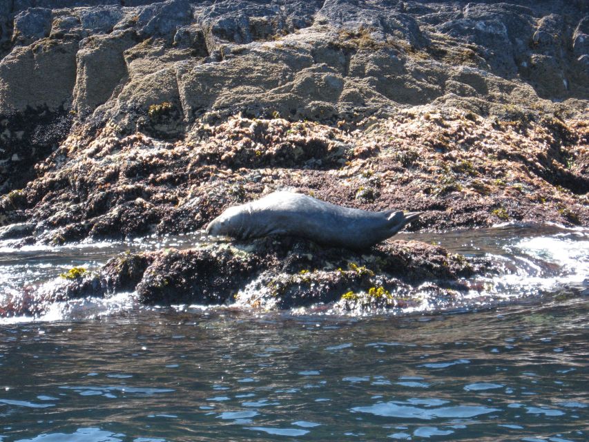 County Cork: Whale & Dolphin Watching Boat Trip - The skipper makes a real difference